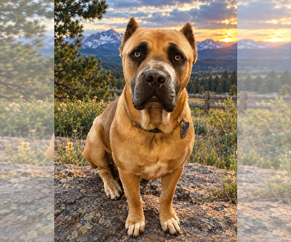 Medium Photo #1 Cane Corso Puppy For Sale in FORT COLLINS, CO, USA