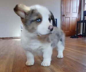 Pembroke Welsh Corgi Puppy for sale in MILTON, WI, USA