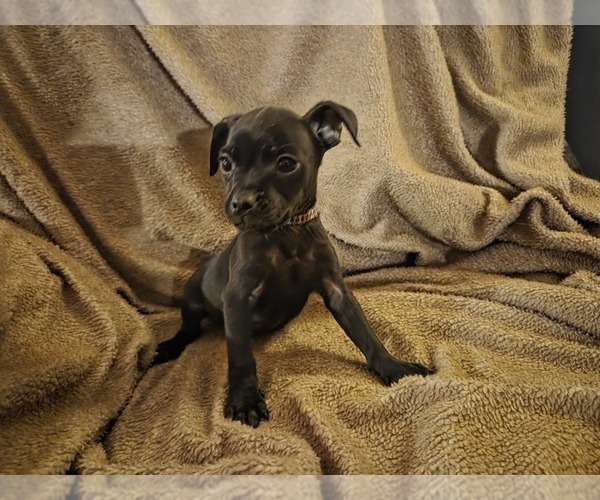 Medium Photo #6 Muggin Puppy For Sale in HILLSDALE, MI, USA