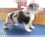 Puppy 2 Australian Shepherd