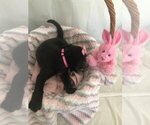 Small Photo #13 Labrador Retriever Puppy For Sale in CAPE CORAL, FL, USA