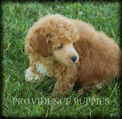 Medium Photo #2 Poodle (Miniature) Puppy For Sale in COPPOCK, IA, USA