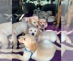 Small Photo #12 Golden Retriever Puppy For Sale in MERCED, CA, USA