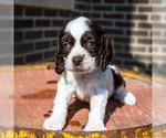 Small Photo #2 Cockapoo Puppy For Sale in WAKARUSA, IN, USA