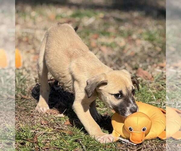 Medium Photo #2 Labrador Retriever-Unknown Mix Puppy For Sale in Yardley, PA, USA