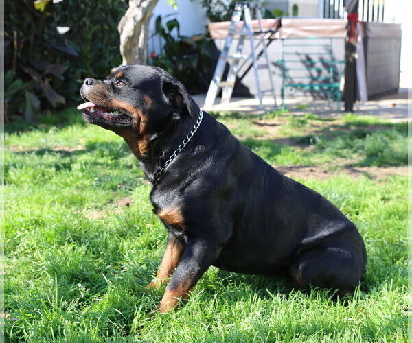 Medium Photo #15 Rottweiler Puppy For Sale in LOS ANGELES, CA, USA