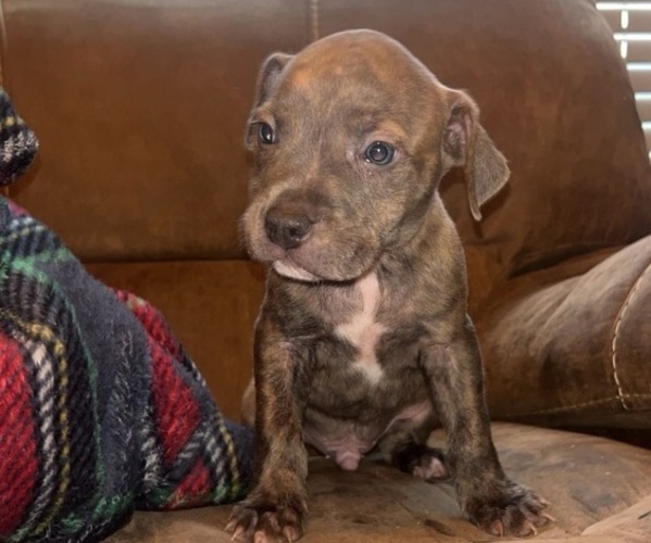 Medium Photo #1 American Staffordshire Terrier Puppy For Sale in PRINCETON, NC, USA