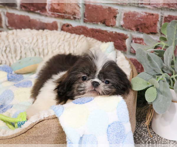 Medium Photo #2 Shih Tzu Puppy For Sale in SYRACUSE, IN, USA