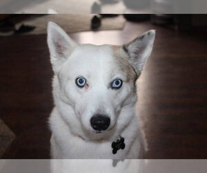 Pomsky Dogs for adoption in St. Louis Park, MN, USA