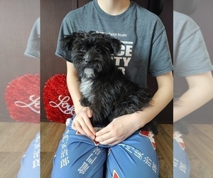 Yorkshire Terrier Puppy for sale in LAPEER, MI, USA