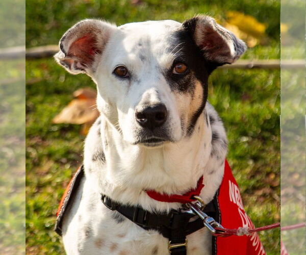 Medium Photo #9 Mutt Puppy For Sale in Canton, CT, USA