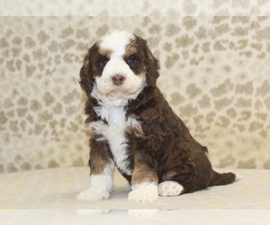 Miniature Bernedoodle Puppy for sale in DENVER, PA, USA