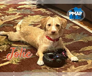 Mutt Dogs for adoption in Binghamton, NY, USA