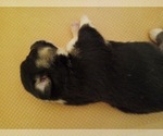 Small Photo #11 Pembroke Welsh Corgi Puppy For Sale in GALLEGOS, NM, USA
