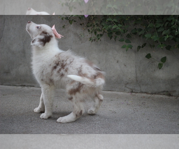 Medium Photo #14 Australian Shepherd Puppy For Sale in MODESTO, CA, USA