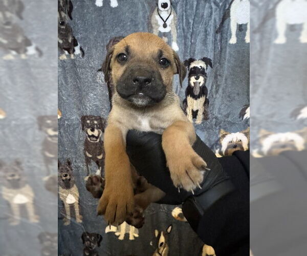 Medium Photo #2 German Shepherd Dog-Unknown Mix Puppy For Sale in Riverside, CA, USA