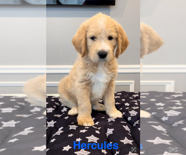 Medium Photo #5 Double Doodle Puppy For Sale in MILFORD, NJ, USA