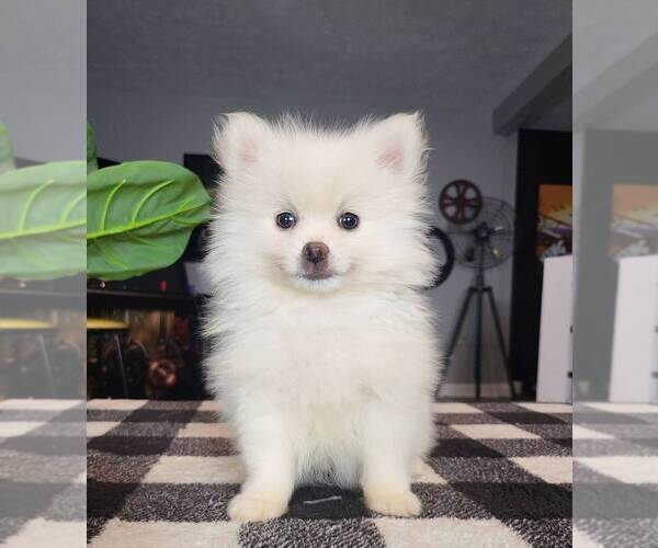 Medium Photo #5 Pomeranian Puppy For Sale in FRANKLIN, IN, USA