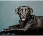 Small #3 Labrador Retriever Mix
