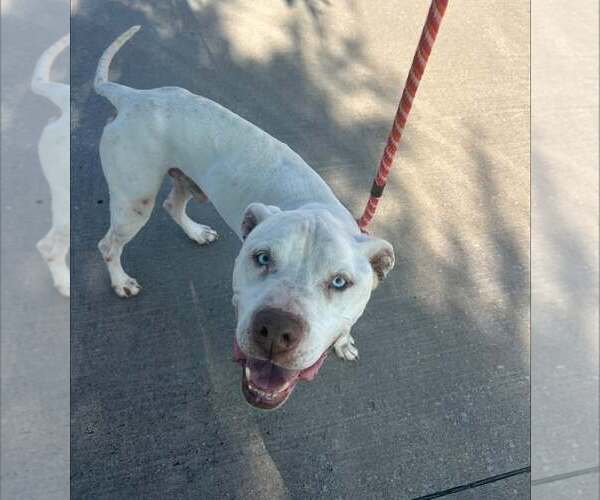 Medium Photo #2 Mutt Puppy For Sale in Rowlett, TX, USA
