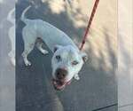 Small #1 Mutt