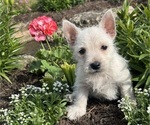Small #1 West Highland White Terrier