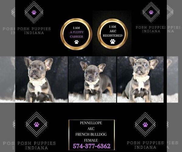 Medium Photo #90 French Bulldog Puppy For Sale in WARSAW, IN, USA