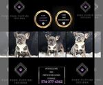 Small Photo #90 French Bulldog Puppy For Sale in WARSAW, IN, USA