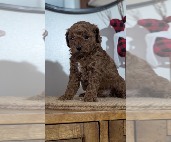 Medium Photo #31 Poodle (Miniature) Puppy For Sale in GOSHEN, IN, USA