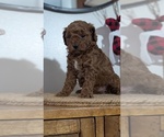 Small Photo #31 Poodle (Miniature) Puppy For Sale in GOSHEN, IN, USA
