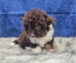 Small Photo #11 Aussiedoodle Miniature  Puppy For Sale in BLAKESBURG, IA, USA
