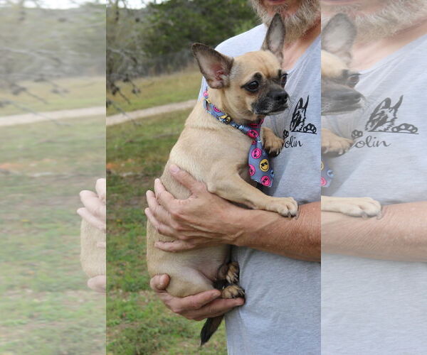 Medium Photo #3 Daug Puppy For Sale in Bandera, TX, USA