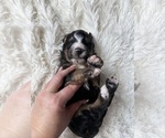 Small #85 Bernedoodle