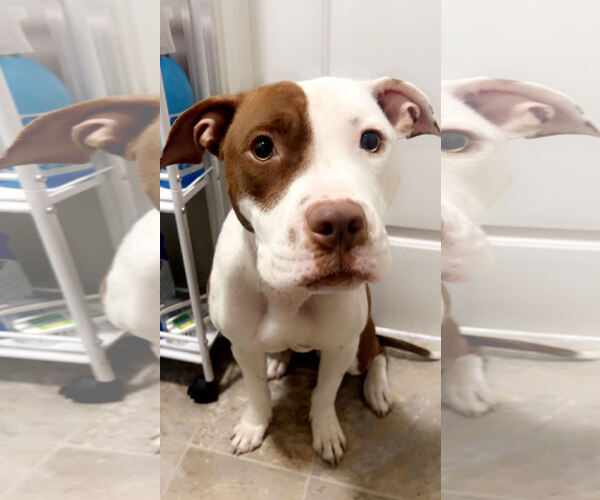 Medium Photo #5 Mutt Puppy For Sale in Tenafly, NJ, USA