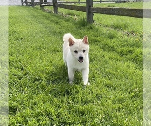 Shiba Inu Puppy for sale in CANOGA, NY, USA
