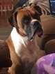 Small Photo #1 Boxer Puppy For Sale in COATSVILLE, MO, USA
