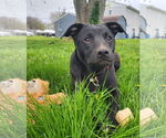 Small #7 American Pit Bull Terrier Mix