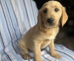 Small Photo #17 Goldendoodle Puppy For Sale in SAN FERNANDO, CA, USA