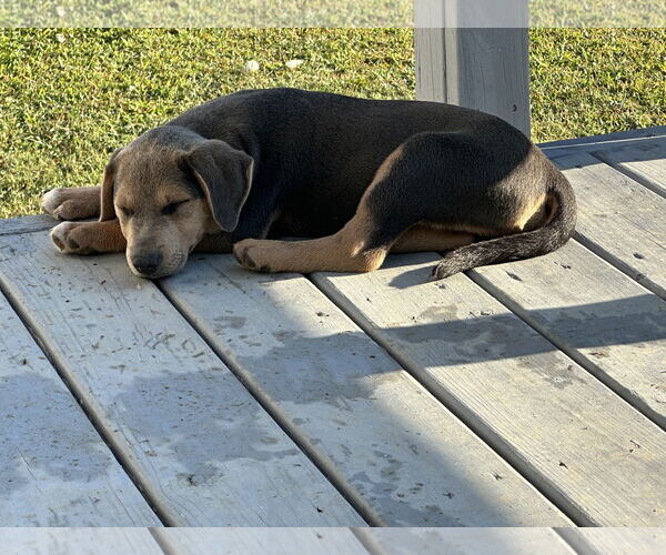 Medium Photo #7 Labrador Retriever-Unknown Mix Puppy For Sale in Garner, NC, USA