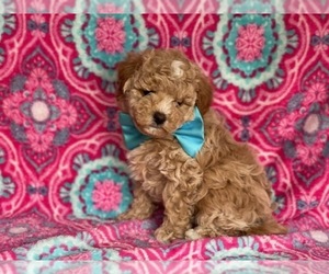 Havanese-Poodle (Toy) Mix Puppy for sale in LANCASTER, PA, USA