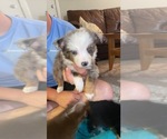 Small Photo #6 Miniature American Shepherd Puppy For Sale in COLLEGE STATION, TX, USA