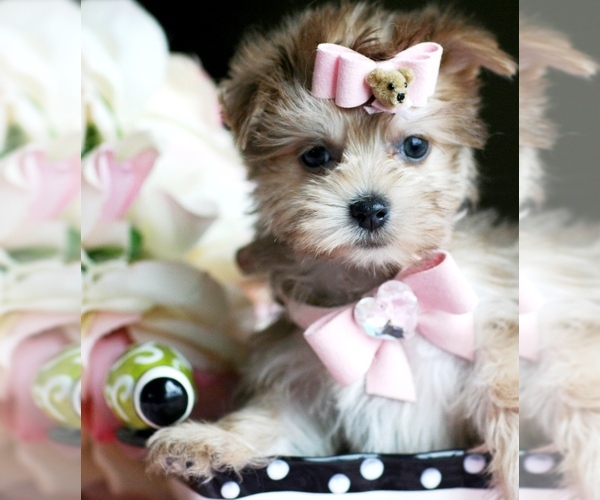 Medium Photo #13 Morkie Puppy For Sale in MIAMI BEACH, FL, USA