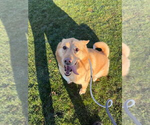 Zeke - Male Chow Chow-Siberian Husky Mix Dog for Adoption - Photo #2