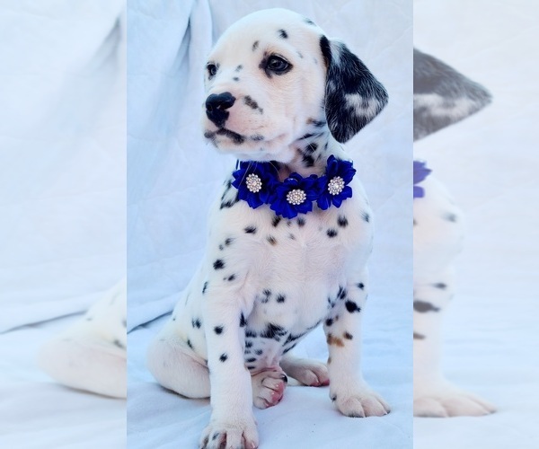 Medium Photo #3 Dalmatian Puppy For Sale in CAPE MAY COURT HOUSE, NJ, USA