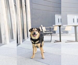 Zuess - Male Australian Shepherd-Unknown Mix Dog for Adoption - Photo #6
