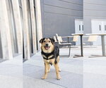 Small Photo #6 Australian Shepherd-Unknown Mix Puppy For Sale in Sandy, UT, USA