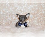 Puppy Eastwood Chihuahua