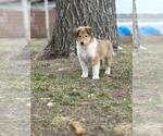 Small Photo #9 Collie Puppy For Sale in HARVEY, ND, USA