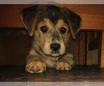 Small Photo #1 Goberian Puppy For Sale in LINCOLN, NE, USA