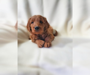 Goldendoodle (Miniature) Puppy for sale in APOPKA, FL, USA